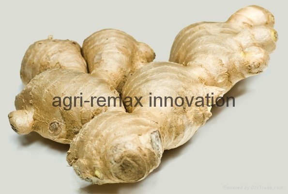 Dried ginger for sale 3
