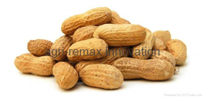Raw Peanuts Kernel