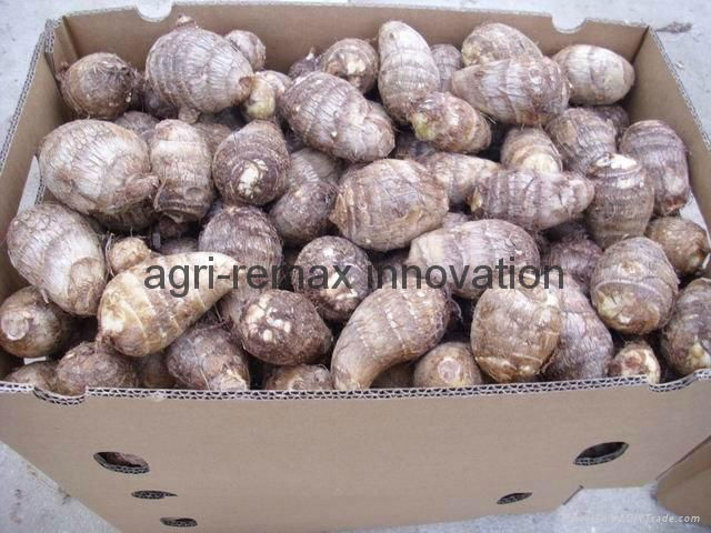 Fresh Taro for sale 2