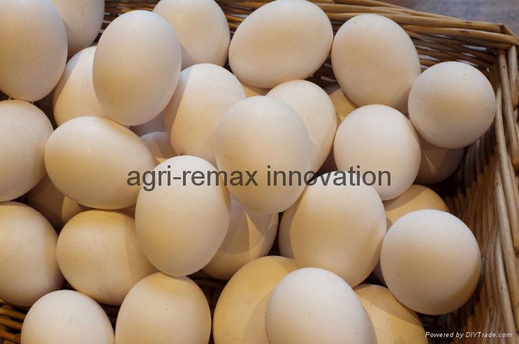 Fertile Hatching Chicken Eggs for sale   2
