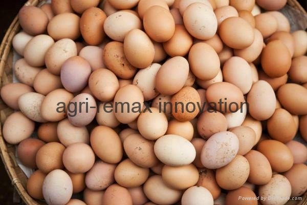 Fertile Hatching Chicken Eggs for sale   3