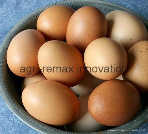 Fertile Hatching Chicken Eggs for sale   4