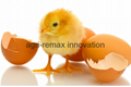 Fertile Hatching Chicken Eggs for sale  