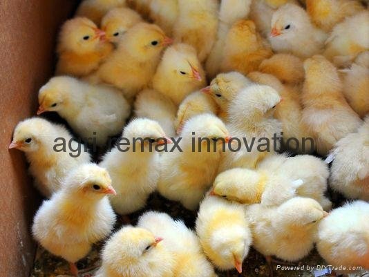 Fertile Hatching Chicken Eggs for sale   5