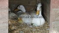 Runner ducklings white for sale 3