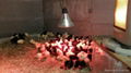Day old copper maran chicks for sale 1