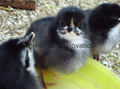 Day old copper maran chicks for sale 4