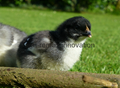 Day old copper maran chicks for sale 5