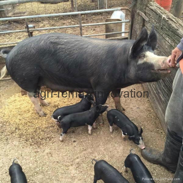 Pig and piglets 5