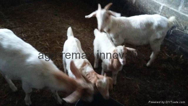  Goats for sale 2