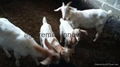  Goats for sale 2