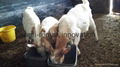  Goats for sale 3