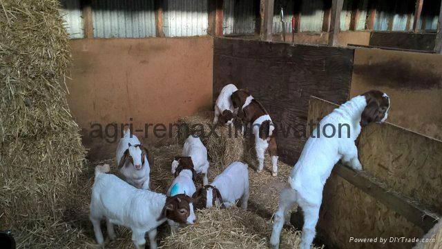  Goats for sale 4