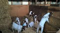  Goats for sale 4