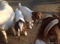 Goats for sale 5