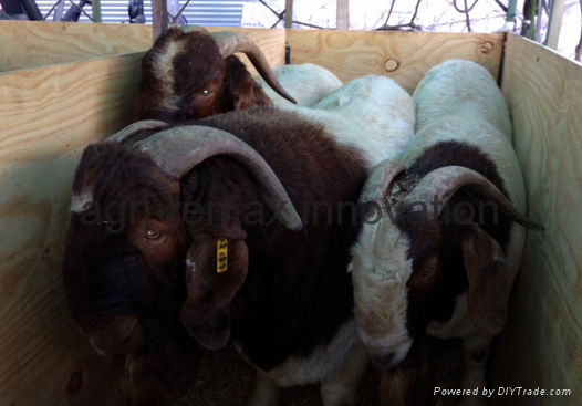  Goats for sale