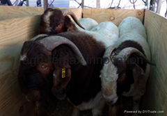  Goats for sale
