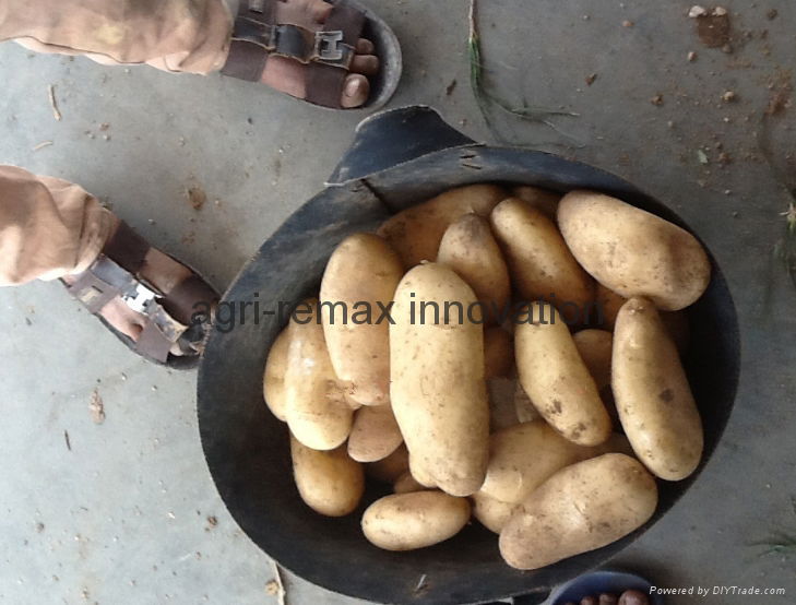 Fresh Potato, Small, Medium & Large Size, Round shape, Long Shape