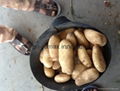 Fresh Potato, Small, Medium & Large Size, Round shape, Long Shape 1