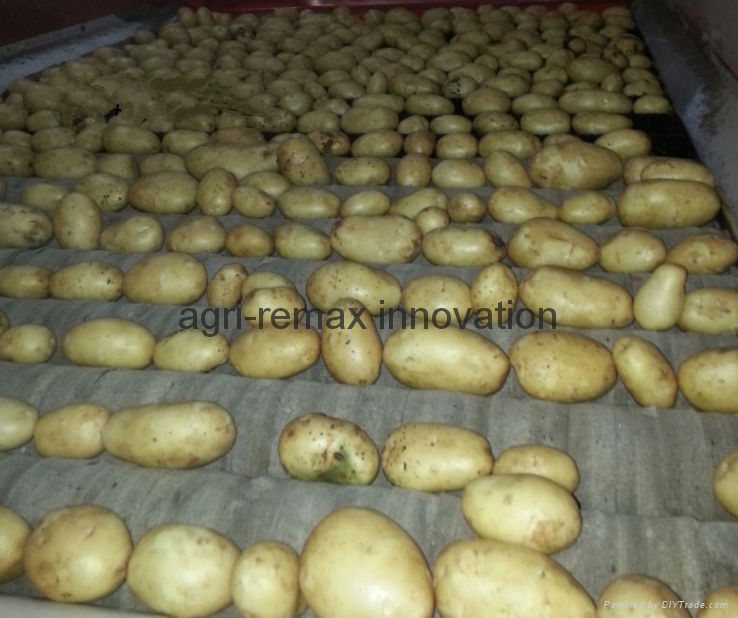 Fresh Potato, Small, Medium & Large Size, Round shape, Long Shape 2