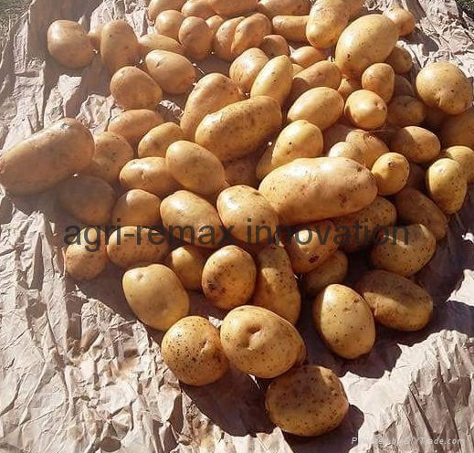 Fresh Potato, Small, Medium & Large Size, Round shape, Long Shape 3