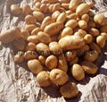 Fresh Potato, Small, Medium & Large Size, Round shape, Long Shape 3