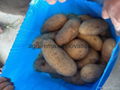 Fresh Potato, Small, Medium & Large Size, Round shape, Long Shape 4