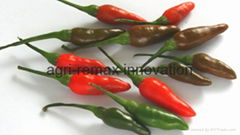 Fresh & Dried Birds Eye Chili for sale