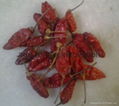 Fresh & Dried Birds Eye Chili for sale 2