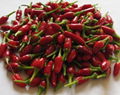 Fresh & Dried Birds Eye Chili for sale 3