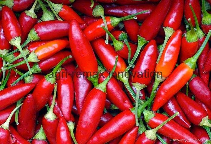 Fresh & Dried Birds Eye Chili for sale 5