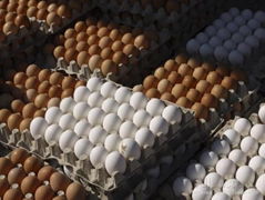 Top grade Fresh White and brown eggs