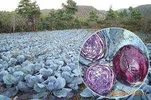Red Cabbage Color 3