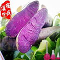 Purple Sweet Potato Color（Deodorized) 1