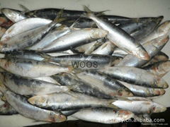 frozen sardines