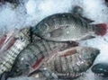 Frozen Tilapia good quality seafood  1