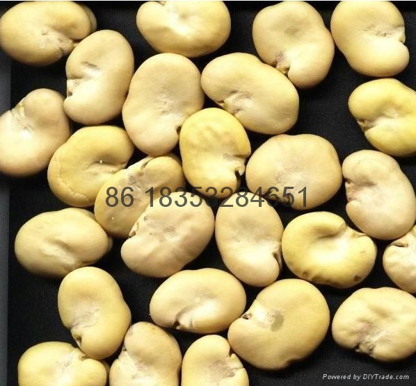 200kg/hour Best sale broad bean peeling machine  3