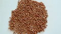 Red Sorghum