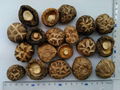 shiitake Mushroom 1