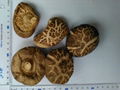 dried mushroom 1