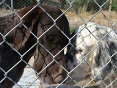 Chain link fence