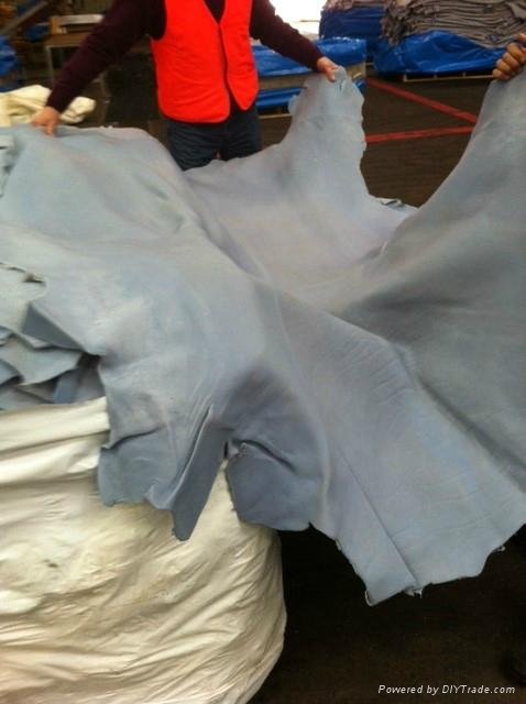 Salted & Wet Blue Cow Hides