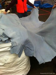 Salted & Wet Blue Cow Hides