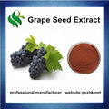 100% Pure Natural Grape Seed Extract 1