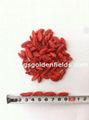 Green Food Chinese Lycium Barbarum Goji Berries Chinese Wolfberry  1