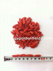 Green Food Chinese Lycium Barbarum Goji Berries Chinese Wolfberry 