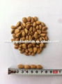 100% Wild Organic Pine Nuts Nature Pine