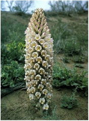 Herba cistanches/Cistanche deserticola