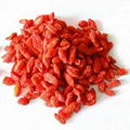 ChineseGojiBerryRedWolfberry  1