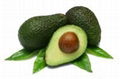 FRESH AVOCADO WUTH BEST PRICE BEST